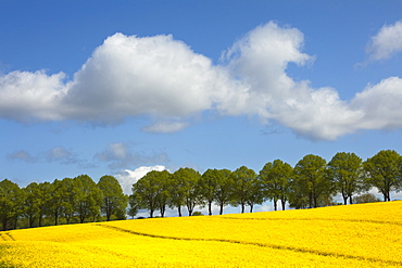 Alley of lime trees and rape field under white clouds, nature park Holsteinische Schweiz, Baltic Sea, Schleswig-Holstein, Germany, Europe