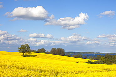 Oak in rape field, sailing boats on lake Wittensee, Baltic Sea, Schleswig-Holstein, Germany, Europe