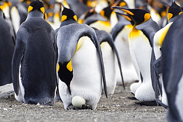 King Penguin with egg, Aptenodytes patagonicus, St Andrews Bay, South Georgia, Antarctica