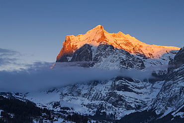 Sunset and last sun on the Wetterhorn, above Grindelwald, Winter Ski Resort in the Jungfrauregion, Bernese Oberland, Canton Bern, Switzerland, Europe