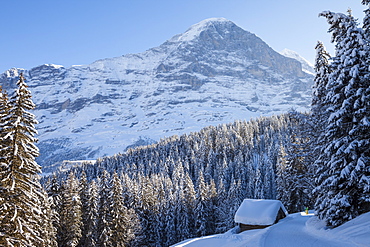 Snowshoe Trekking with dog and deep snowed in alpine cottage, in the background Eiger North Wall above Grindelwald, Jungfrauregion, Bernese Oberland, Canton Bern, Switzerland, Europe