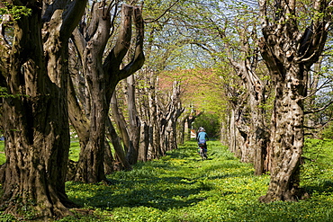 Cyclists cyling through an avenue of trees near Michaelsdorf, Bodstedter Bodden, Baltic Sea, Darss, Mecklenburg Vorpommern, Northern Germany