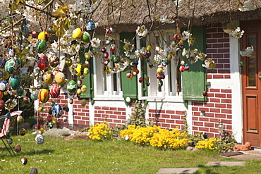 Hand-painted Easter eggs hanging in a tree in Michaelsdorf, Darss, Baltic Sea, Mecklenburg Vorpommern, Northern Germany