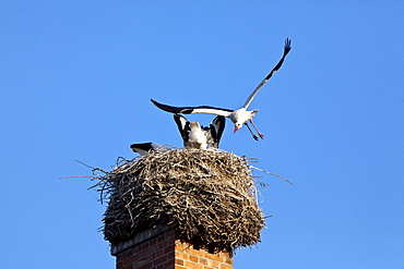 Stork family nest on a chimney, Breeding, Birds