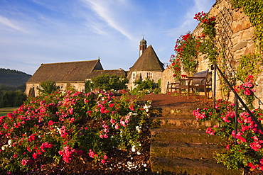 Roses at the gardens of Haemelschenburg castle, church St Mary, Emmerthal, Weser Hills, North Lower Saxony, Germany, Europe