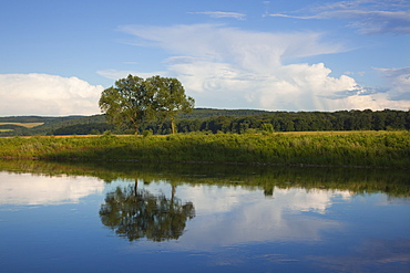 Trees on the banks of the Weser river, Weser Hills, North Lower Saxony, Germany, Europe