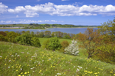 Flower meadow and blooming tree on Klein Zicker peninsula, Moenchgut peninsula, Island of Ruegen, Mecklenburg Western Pomerania, Germany, Europe