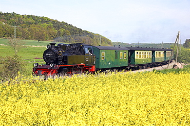 Steam train Rasender Roland at canola field, Island of Ruegen, Mecklenburg Western Pomerania, Germany, Europe