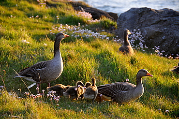 Geese in a meadow at the coast, Saebraut, Reykjavik, Iceland, Europe