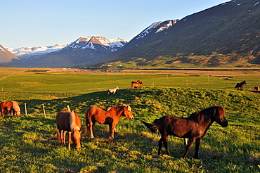 Iceland horses in a meadow at Holar, North Iceland, Europe