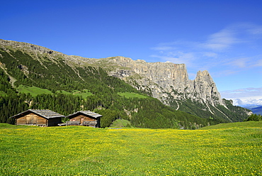 Flowering meadow and hay barn in front of Schlern and Rosszaehne, Seiseralm, Dolomites, UNESCO world heritage site Dolomites, South Tyrol, Italy