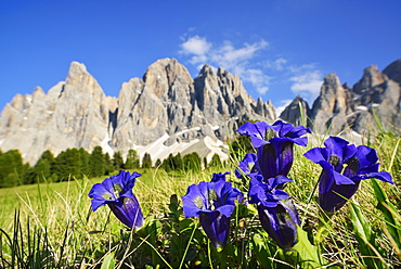 Alpine Gentians in front of Geisler, Gentiana alpina, Geisler range, Geisler, Dolomites, UNESCO world heritage site Dolomites, South Tyrol, Italy