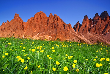 Flowering meadow in front of Geisler, Geisler range, Geisler, Dolomites, UNESCO world heritage site Dolomites, South Tyrol, Italy