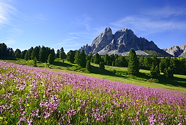 Flowering meadow in front of Peitlerkofel, Peitlerkofel, Dolomites, UNESCO world heritage site Dolomites, South Tyrol, Italy