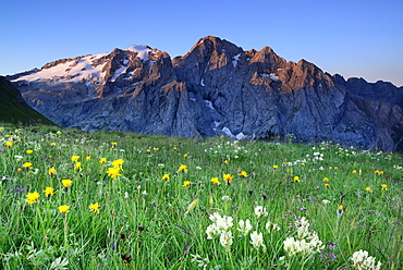 Flowering meadow in front of Marmolada, Bindelweg, Marmolada, Marmolata, Dolomites, UNESCO world heritage site Dolomites, Trentino, Venetia, Italy