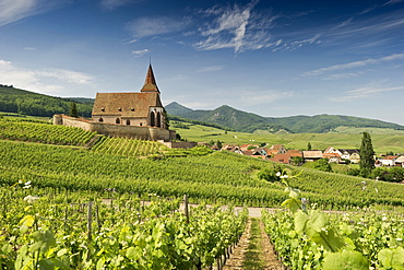 St Jacques Church with panoramic view and vineyards, Hunawihr, Alsace, France