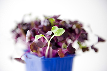 Bean sprouts growing in a pot, Homegrown