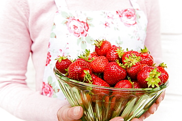 Freshly picked strawberries from the garden in a glass bowl, harvest, Fruit