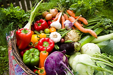 Fresh vegetables in a basket, harvest, Garden