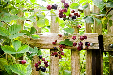 Blackberry bush in the garden, Fruit