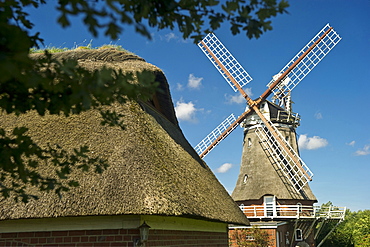 Thatched house and historic windmill, Wrixum, Foehr, North Frisian Islands, Schleswig-Holstein, Germany, Europe