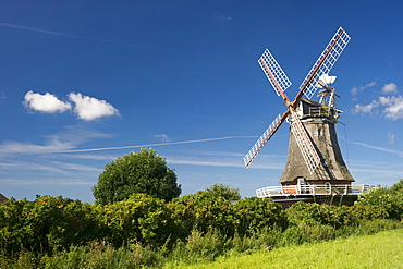 Historic windmill, Wrixum, Foehr, North Frisian Islands, Schleswig-Holstein, Germany, Europe