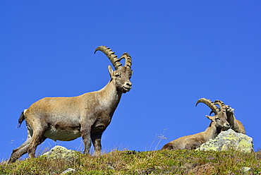 Alpine Ibex, Capra ibex, Mont Blanc range, Chamonix, Savoy, France