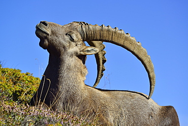 Close up of an Alpine Ibex, Capra ibex, Mont Blanc range, Chamonix, Savoy, France