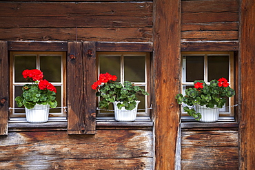 Flowers at the windows of Berghaus am Oeschinensee, Bernese Oberland, Canton of Bern, Switzerland