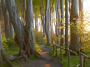 Beech forest at the Baltic coast in the evening light, Heiligendamm, Mecklenburg Western Pomerania, Germany, Europe