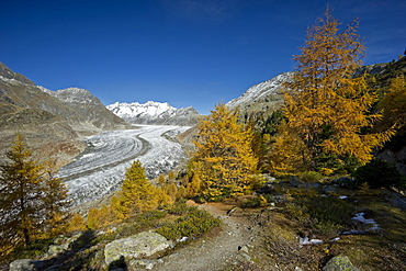 Aletsch Glacier and Aletsch Forest, UNESCO World Heritage site, Canton of Valais, Switzerland, Europe