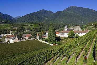 Vines near Neustift Monastery, Wine growing area, Brixen, South Tyrol, Italy