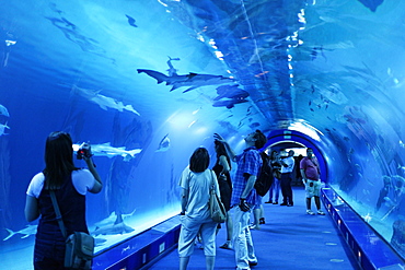 Shark tank, L' Oceanografic, the largest aquarium in Europe, Valencia, Valencia, Spain