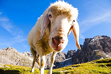 Sheep on an alpine meadow in the lienz dolomites, East Tyrol, Tyrol, Austria