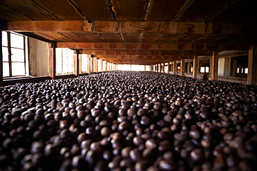 Nutmegs laid out for drying, Caribbean nutmeg plantation, Caribbean