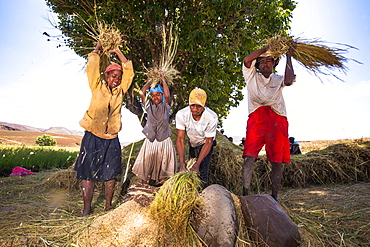 Farmers treshing millet, Madagascar, Africa