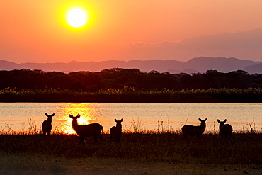 Waterbuck at the banks of the river beneath the sunset, Shire River, Liwonde Nationalpark, Malawi, Africa