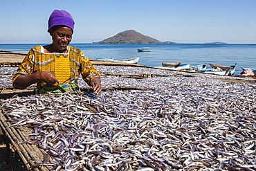 A woman drying fish, Matemba or Usiba, Chembe village, Lake Malawi, Malawi, Africa