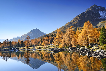 Larch trees in autumn colors and mountains reflecting in a mountain lake, Lake Val Viola, Val da Cam, Val Poschiavo, Livigno Range, Grisons, Switzerland