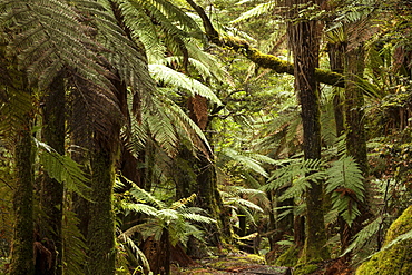 Primeval forest with tree ferns and moss covered podocarps, Children of the Mist, Lake Waikaremoana, Te Urewera National Park, North Island, New Zealand