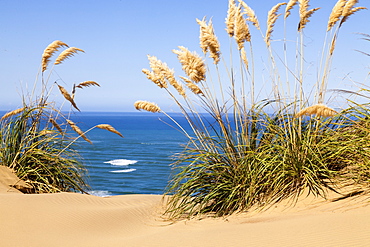 Sand dunes with toetoe grass, Hokianga Harbour, Northland, North Island, New Zealand