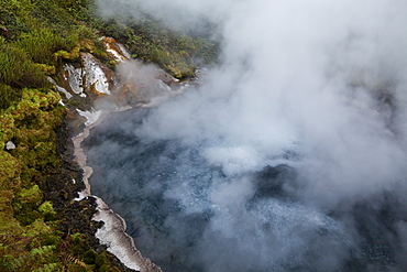 Hot springs and steam from the thermal springs, Waikite Valley Thermal Pools, Rotorua, North Island, New Zealand