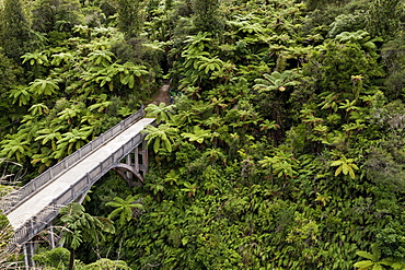 tree ferns, Bridge to Nowhere, walking track, Whanganui River, North Island, New Zealand