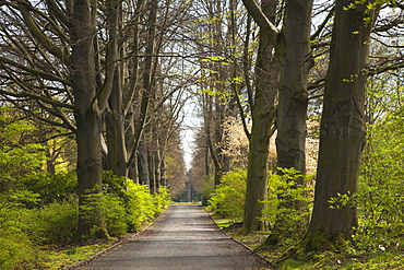 Allee of beech trees, Dortmund, North Rhine-Westphalia, Germany