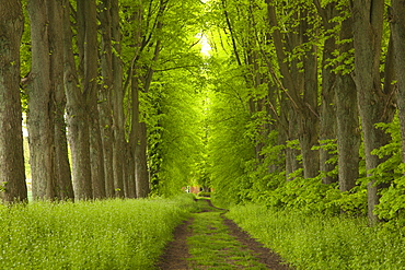 Alley of lime trees, Holsteinische Schweiz, Schleswig-Holstein, Germany