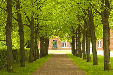 Alley of lime trees, Ploen castle gardens, Holsteinische Schweiz, Schleswig-Holstein, Germany