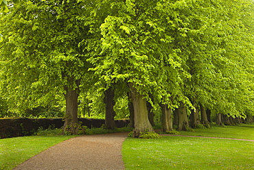 Lime tree alley, Ploen castle gardens, Holsteinische Schweiz, Schleswig-Holstein, Germany