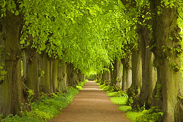 Allex of lime trees, Ploen castle gardens, Holsteinische Schweiz, Schleswig-Holstein, Germany