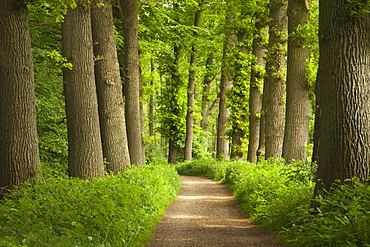 Alley of oak trees, Oldenburger Munsterland, Lower Saxony, Germany