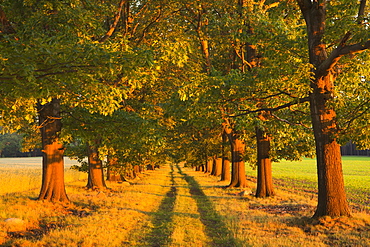 Alley of red oaks, Niederlausitz, Brandenburg, Germany